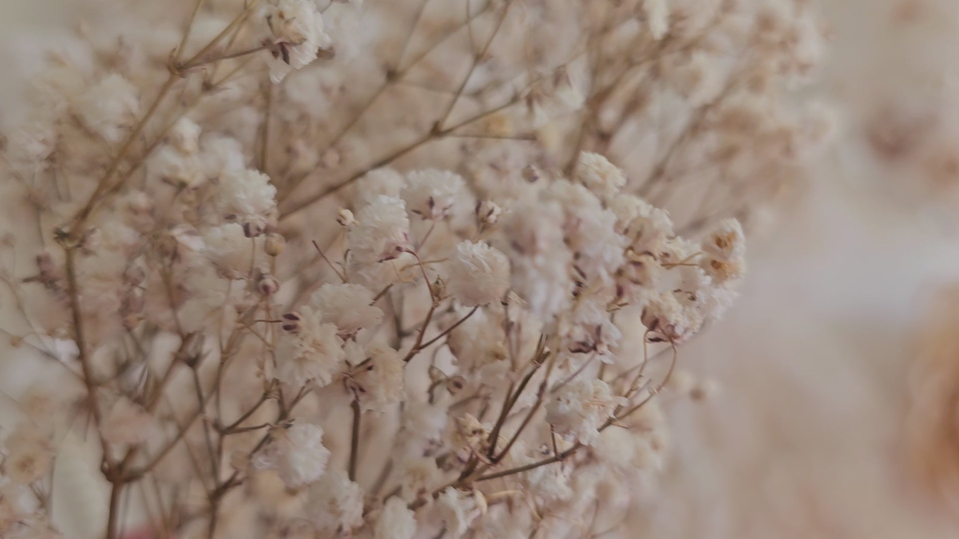 Podwiązka ślubna z kolekcji Pearls z aplikacją koronkową z pereł